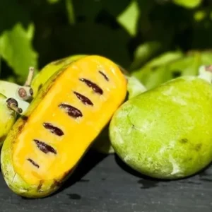 Pawpaw Live Tree Plant 6-8 Inch Tall - Cold-Hardy Fruit for Orchard - Image 5