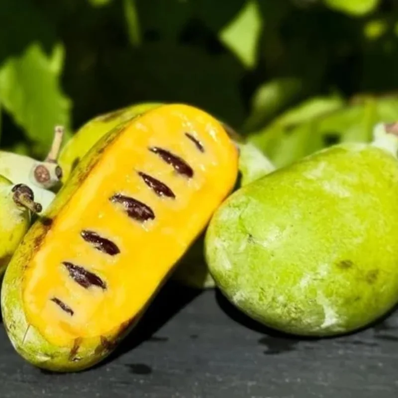 Pawpaw Live Tree Plant 6-8 Inch Tall - Cold-Hardy Fruit for Orchard - Image 5