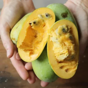 Pawpaw Live Tree Plant 6-8 Inch Tall - Cold-Hardy Fruit for Orchard - Image 6