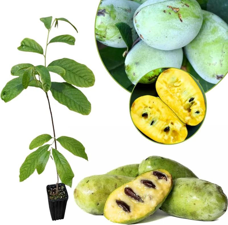 Pawpaw Live Tree Plant 6-8 Inch Tall - Cold-Hardy Fruit for Orchard - Image 1