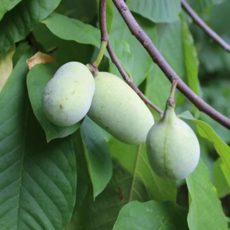 Pawpaw Live Tree Plant 6-8 Inch Tall - Cold-Hardy Fruit for Orchard - Image 8