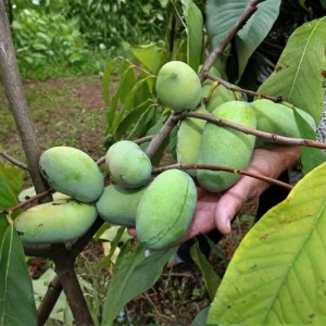 Pawpaw Tree Live Plant – 3 Years Old, Dormant, Up to 2.5ft Tall - Image 2