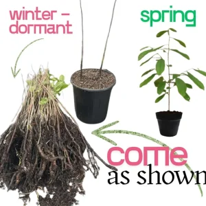 Pawpaw Tree Live Plant – 3 Years Old, Dormant, Up to 2.5ft Tall - Image 5