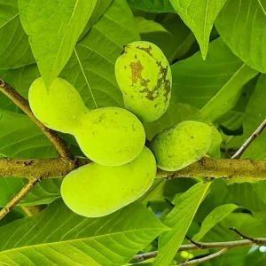 Pawpaw Tree Live Plant – 3 Years Old, Dormant, Up to 2.5ft Tall - Image 6