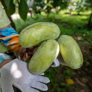 Pawpaw Tree Live Plant – 3 Years Old, Dormant, Up to 2.5ft Tall - Image 7