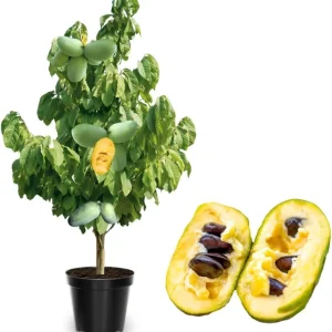 Pawpaw Tree Live Plant – 3 Years Old, Dormant, Up to 2.5ft Tall - Image 1