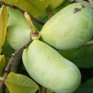 Pawpaw Tree Live Plant (Asimina triloba) – 6 Inches Tall, Dormant, Outdoor Cold Hardy - Image 3