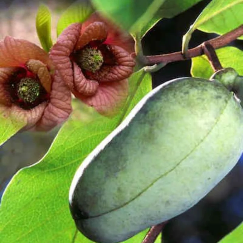 Pawpaw Tree Live Plant - Cold-Hardy Fruit Tree - 6-8 Inch Tall Outdoor - Image 7