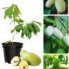 Pawpaw Tree Live Plant - Hardy Fruit Tree 6-12 inches Tall - Quart Pot - Image 1