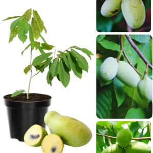 Pawpaw Tree Live Plant - Hardy Fruit Tree 6-12 inches Tall - Quart Pot - Image 1