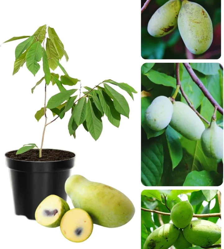 Pawpaw Tree Live Plant - Hardy Fruit Tree 6-12 inches Tall - Quart Pot - Image 1