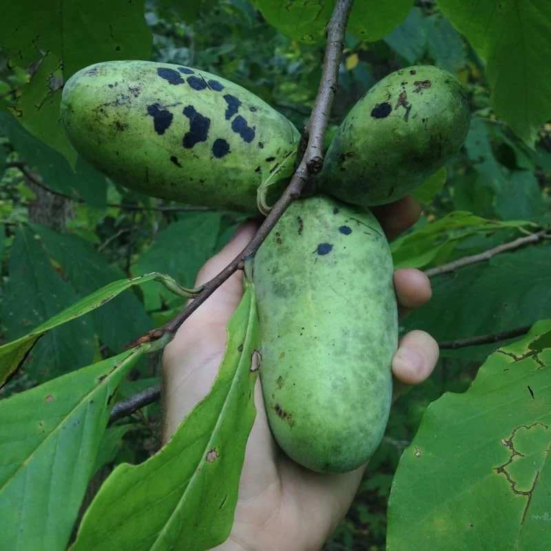 Pawpaw Tree Live Plant - Hardy Fruit Tree 6-12 inches Tall - Quart Pot - Image 2