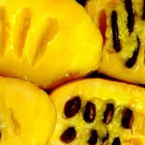 Pawpaw Tree Live Plant - Hardy Fruit Tree 6-12 inches Tall - Quart Pot - Image 3