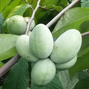 Pawpaw Tree Live Plant - Hardy Fruit Tree 6-12 inches Tall - Quart Pot - Image 4