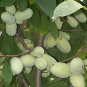 Pawpaw Tree Live Plant - Hardy Fruit Tree 6-12 inches Tall - Quart Pot - Image 5