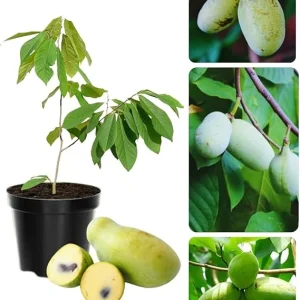 Pawpaw Tree Live Plant, Hardy Fruit Tree, Quart Pot, 6-12 inches, Zones 5-9 - Image 4