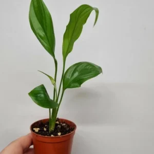 Peace Lily Live Plant Spathiphyllum Wallisii Houseplant 5-8 Inch Tall Indoor Air Purifier - Image 3