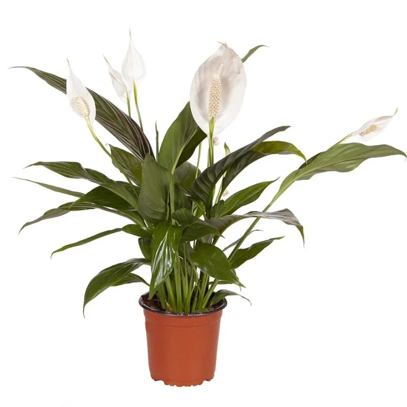 Peace Lily Live Plant Spathiphyllum Wallisii Houseplant 5-8 Inch Tall Indoor Air Purifier - Image 1