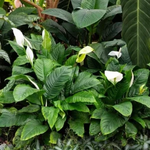 Peace Lily Plant Indoor Live, Well Rooted Peace Lily House Plant, White Flower, Plant Peace Lily Houseplant (Regular) - Image 2