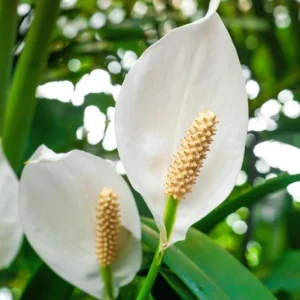 Peace Lily Plant Indoor Live, Well Rooted Peace Lily House Plant, White Flower, Plant Peace Lily Houseplant (Regular) - Image 3