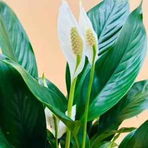 Peace Lily Plant Indoor Live, Well Rooted Peace Lily House Plant, White Flower, Plant Peace Lily Houseplant (Regular) - Image 5