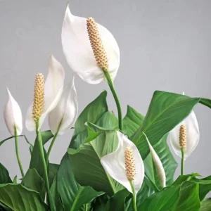 Peace Lily Plant Indoor Live, Well Rooted Peace Lily House Plant, White Flower, Plant Peace Lily Houseplant (Regular) - Image 7
