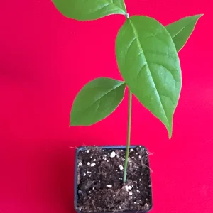 Peanut Butter Fruit Tree Plant (Bunchosia Armeniaca) - Live Starter, 3-9'' Tall, 2.5'' Pot, Tropical Fruit - Image 3