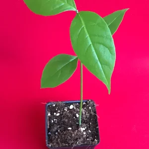 Peanut Butter Fruit Tree Plant (Bunchosia Armeniaca) - Live Starter, 3-9'' Tall, 2.5'' Pot, Tropical Fruit - Image 4