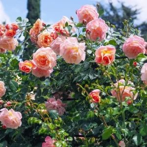 Pearly Gates Climbing Rose Live Plant - Pastel Pink Fragrant Shrub 5-7 Inch Tall - Image 2