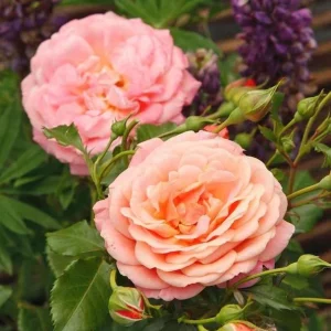 Pearly Gates Climbing Rose Live Plant - Pastel Pink Fragrant Shrub 5-7 Inch Tall - Image 3
