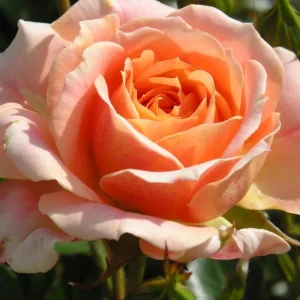 Pearly Gates Climbing Rose Live Plant - Pastel Pink Fragrant Shrub 5-7 Inch Tall - Image 4