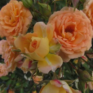 Pearly Gates Climbing Rose Live Plant - Pastel Pink Fragrant Shrub 5-7 Inch Tall - Image 5