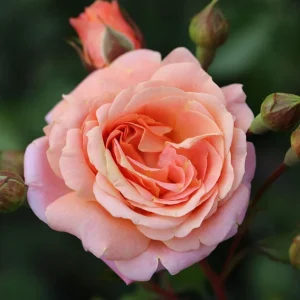 Pearly Gates Climbing Rose Live Plant - Pastel Pink Fragrant Shrub 5-7 Inch Tall - Image 6