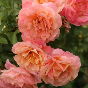 Pearly Gates Climbing Rose Live Plant - Pastel Pink Fragrant Shrub 5-7 Inch Tall - Image 7