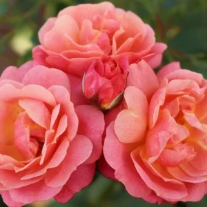 Pearly Gates Climbing Rose Live Plant - Pastel Pink Fragrant Shrub 5-7 Inch Tall - Image 8