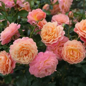 Pearly Gates Climbing Rose Live Plant - Pastel Pink Fragrant Shrub 5-7 Inch Tall - Image 1