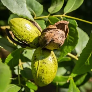 Pecan Tree Bare Root Seedlings - Set of 2 Live Plants, 1-2 Ft Tall, Hardy Perennial for Full Sun - Image 1