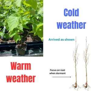 Pecan Tree Bare Roots - 2 Pack, 1-2 Ft Tall Hardy Pecan Nut Seedlings - Image 3