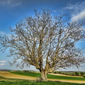 Pecan Tree Bare Roots - 2 Pack, 1-2 Ft Tall Hardy Pecan Nut Seedlings - Image 4