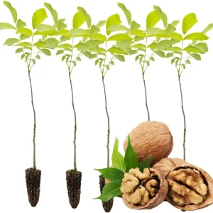 Pecan Tree Bare Roots - 2 Pack, 1-2 Ft Tall Hardy Pecan Nut Seedlings - Image 5