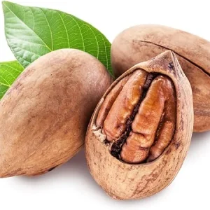 Pecan Tree Live Plant 2-3 Feet Tall – Fast Growing Cold Hardy Nut Tree for Planting - Image 3