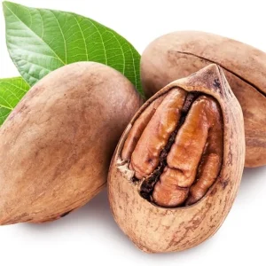 Pecan Tree Live Plant 2-3 Feet Tall – Fast Growing Cold Hardy Nut Tree for Planting - Image 4