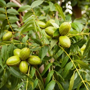 Pecan Tree Seedlings Bare Root - Set of 2, 1-2 ft Tall, Hardy Outdoor Nut Tree - Image 2