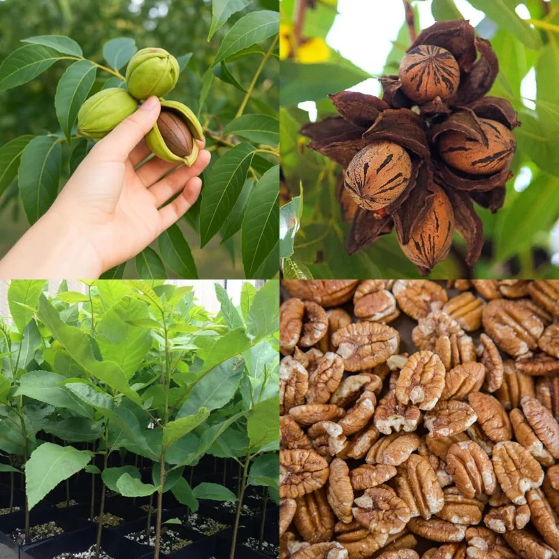 Pecan Tree Seedlings Bare Root - Set of 2, 1-2 ft Tall, Hardy Outdoor Nut Tree - Image 4