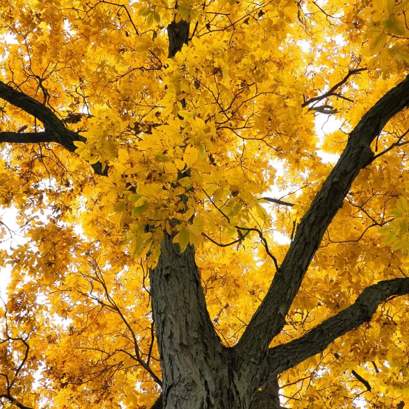 Pecan Tree Seedlings Bare Root - Set of 2, 1-2 ft Tall, Hardy Outdoor Nut Tree - Image 5