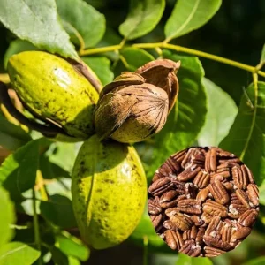 Pecan Tree Seedlings Live Plant - Set of 2 Bare Roots 1-2 Ft Tall - Outdoor Hardy Nut Tree - Image 4