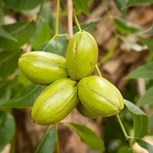 Pecan Trees Live Plants - Hardy Bare Root Seedlings, 1-2 Ft (4 Pack) - Image 3