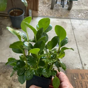 Peperomia Obtusifolia Live Plant - Baby Rubber Plant - 4.5 inch Pot - Indoor - Image 4