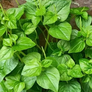 Peperomia Pellucida Seeds - 900 Seeds for Planting, Crab Claw Herb - Image 3