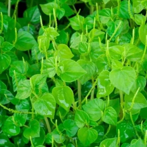 Peperomia Pellucida Seeds - 900 Seeds for Planting, Crab Claw Herb - Image 4